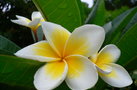 Thailand 2005