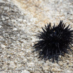 kalamitsi_2016-09685.jpg
