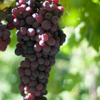 2013_kids11_DSC_6137.jpg