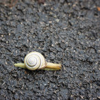 skandaloto_2016-06612.jpg