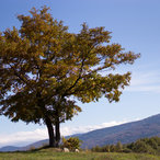 tzari_mali-07566.jpg