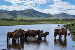Orkhon Valley