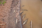 Wildlife