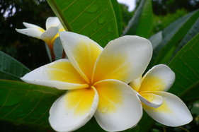 Thailand 2005